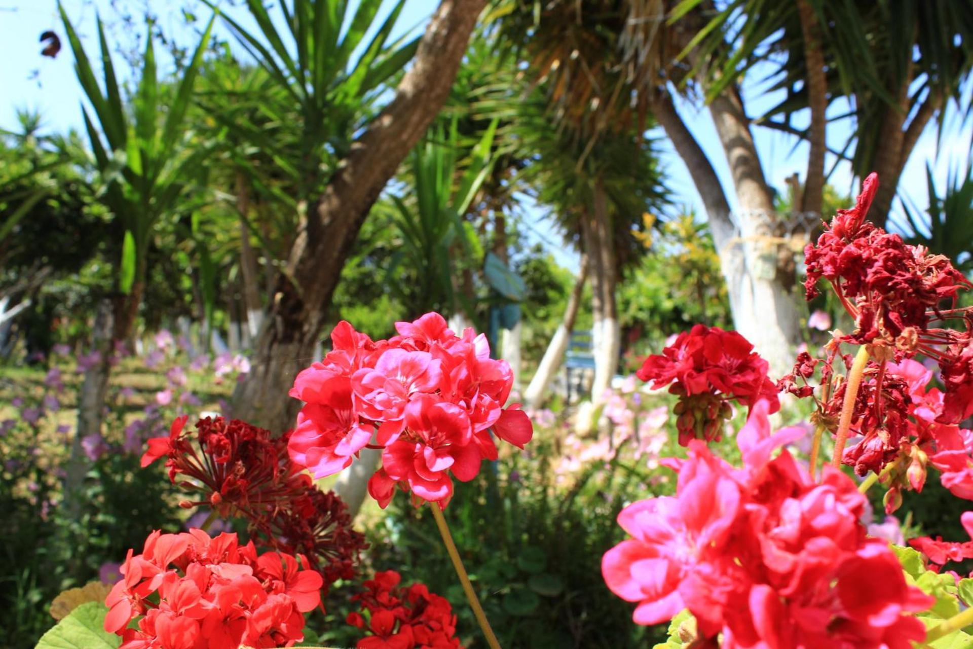 Olyna'S Apartment N.S Preveza Nea Sampsounta 外观 照片